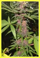 Purple Evolution seeds