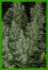 Quick silver marijuana seeds