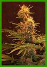graines de marijuana Skunk Master
