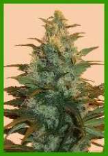 sunrise dew marijuana seeds