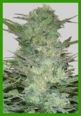 Graines de marijuana V2 Rocket