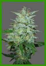 white wash marijuana seeds