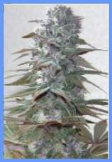 Autum Fall marijuana seeds