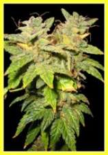 Blue Lightning marijuana seeds