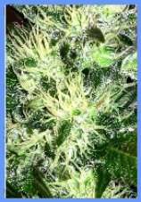 crude oil marijuana seeds
