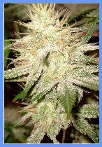 Brazilian Pineapple marijuana seeds