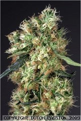 Dutch Haze marijuana single seeds