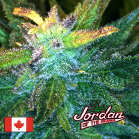 Dutch Treat