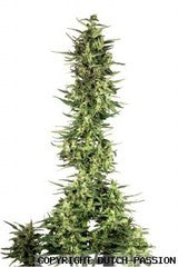 Dutch Cheese marijuana Seeds