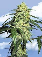 Dutch Delight marijuana seeds