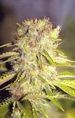 Dutchmen's Royal Orange seeds