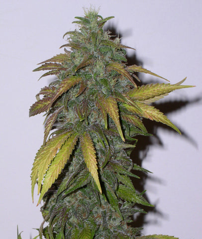 Dynamite marijuana seed