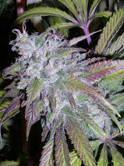 Dynamite single seeds
