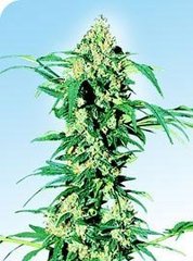 Early girl single seeds
