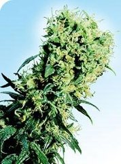 Early Pearl single seeds
