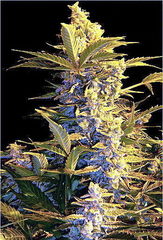 Easy Ryder feminized single seeds