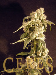 Easy rider single marijuana seed