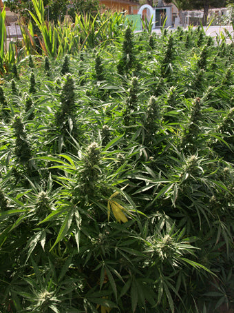 Edelwiess marijuana seeds
