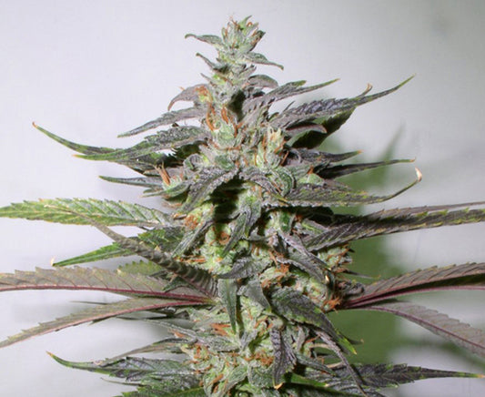 El Diablo marijuana seeds
