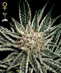 El Nino marijuana seed