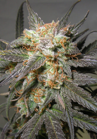 Electric haze marijuana seeds