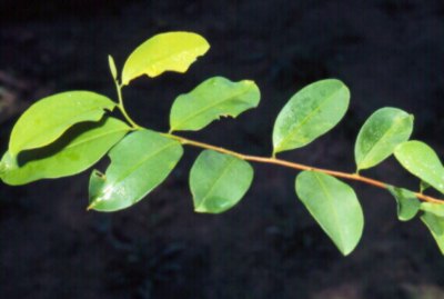 Erythroxylum Coca