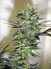 Exile cannabis single seeds