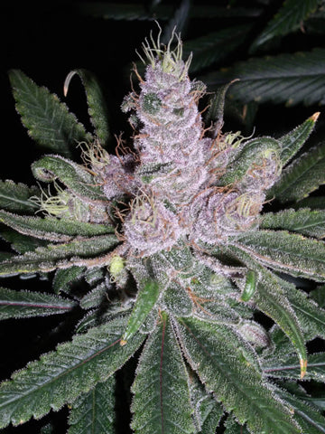 F-13 marijuana seeds