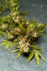 Fruit of the Gods single seeds