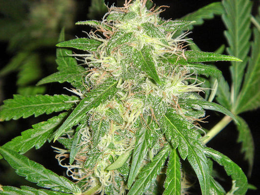 Firecracker marijuana seeds