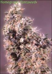 First Lady single seeds
