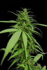 Flash Automatic single seeds
