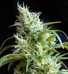 Flash Back #2 marijuana seeds