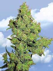 Flying Dragon single seeds