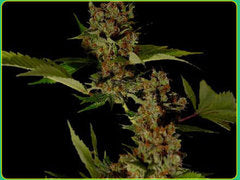 Free Tibet single seeds