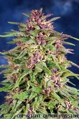 Frisian Dew single seeds