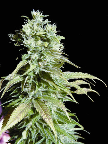 Fruit Bowl marijuana seeds