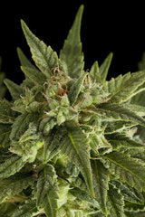 Fruit Automatic single seeds