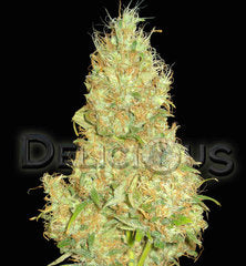 Fruity Chronic Juice single seeds