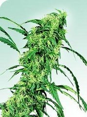 Fruity Juice sensi seeds single
