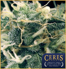 Fruity Thai single seeds