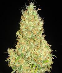 Fruity Chronic Juice seeds