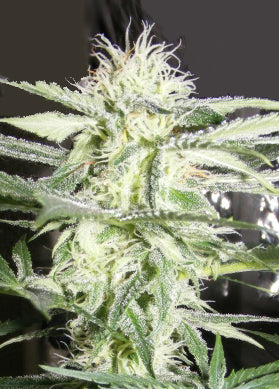 Full Moon marijuana seeds