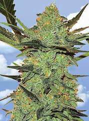 G Force cannabis single seeds