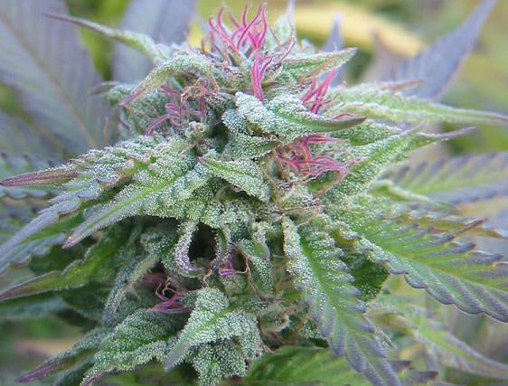 G-SUS marijuana seeds