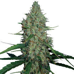 G13 Haze single seeds