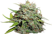 Grape Skunk