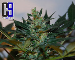 G Bolt marijuana seeds