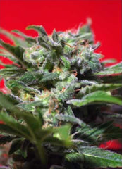 Ganesh Spirit marijuana seeds