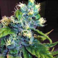 Genie of the Lamp single seeds